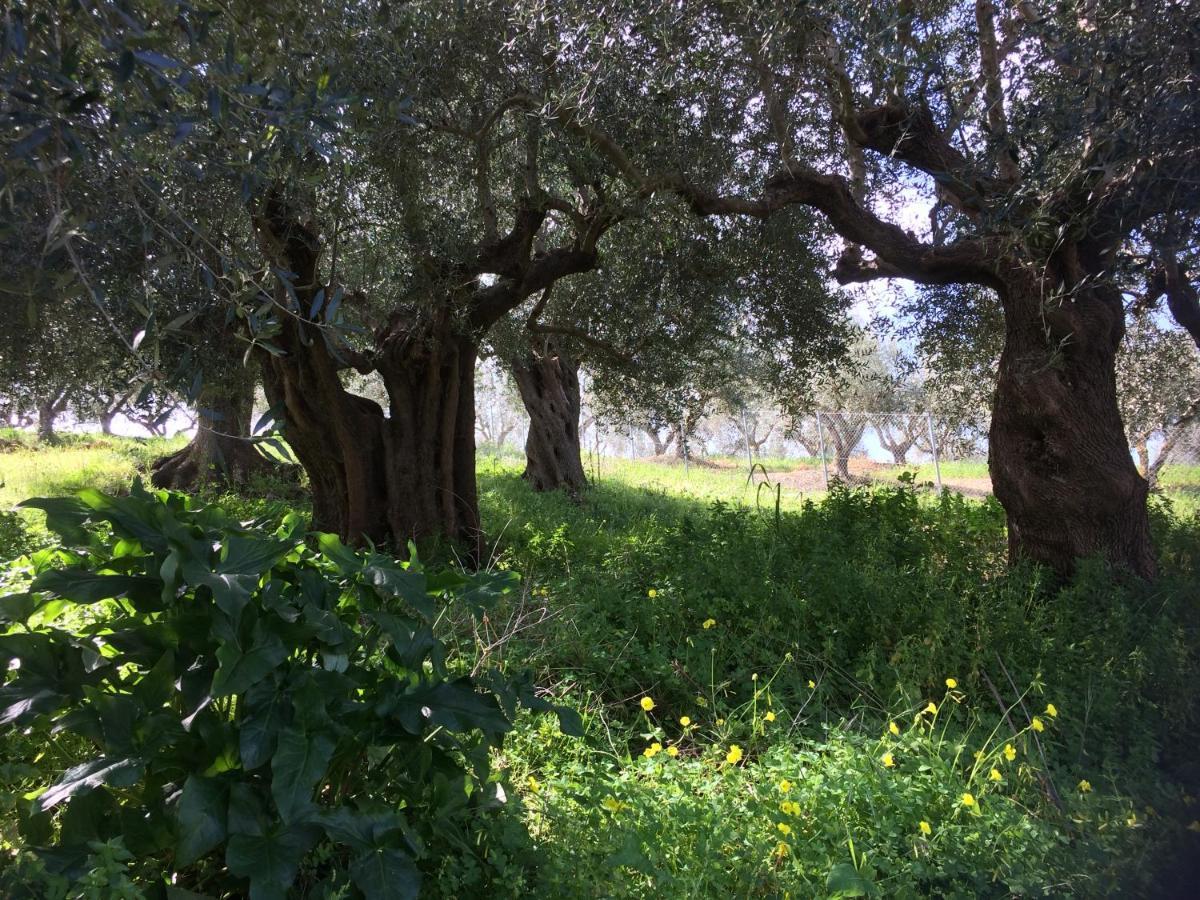 Hakuna Matata Holidays Wooden Lodge With Airco & Pool In Greek Olive Grove ميثوني المظهر الخارجي الصورة