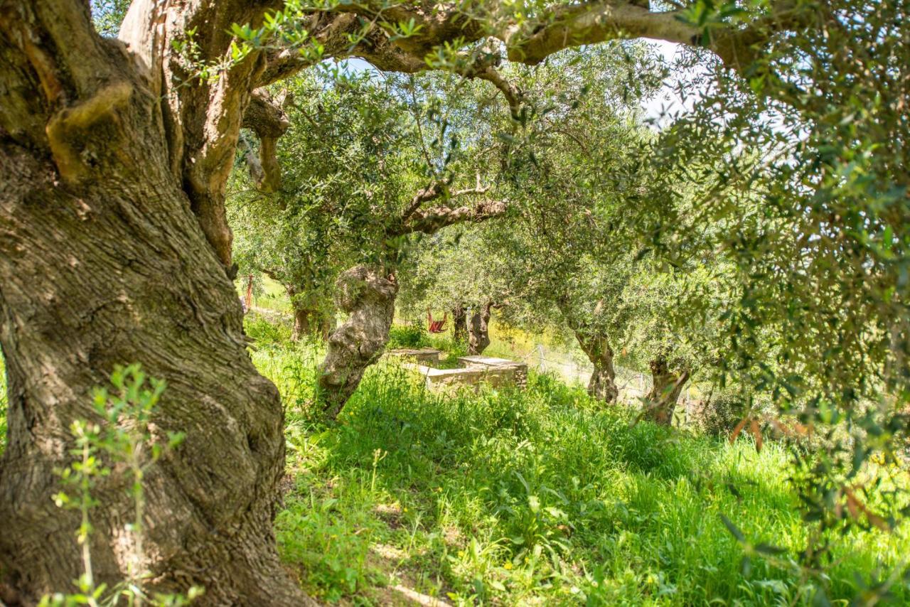 Hakuna Matata Holidays Wooden Lodge With Airco & Pool In Greek Olive Grove ميثوني المظهر الخارجي الصورة